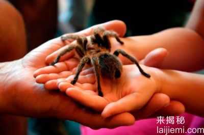 六大最恐怖的宠物 你敢养么？1 / 作者:UFO来啦 / 帖子ID:62275