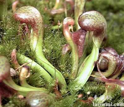 世界最可怕植物：稍微一碰鲜血直流801 / 作者:UFO来啦 / 帖子ID:61758
