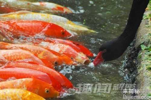 黑天鹅每天给锦鲤鱼“喂食” 场面温馨873 / 作者:UFO外星人爱好者 / 帖子ID:59781