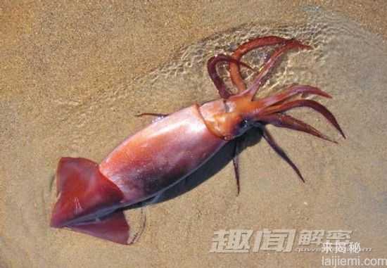 最奇特的八种鱿鱼：萌翻人的“小猪鱿鱼”979 / 作者:UFO来啦 / 帖子ID:64212