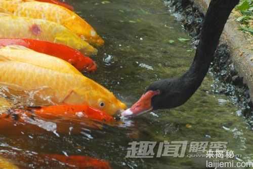 黑天鹅每天给锦鲤鱼“喂食” 场面温馨849 / 作者:UFO外星人爱好者 / 帖子ID:59781