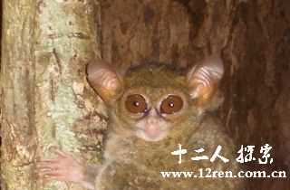 新发现眼镜猴现身印尼 似现实版“尤达大师”549 / 作者:UFO来啦 / 帖子ID:64085 新发现眼镜猴现身印尼 似现实版“尤达大师”549 / 作者:UFO来啦 / 帖子ID:64085