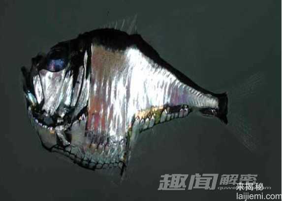 神奇！十大酷似外星生物的神奇动物537 / 作者:UFO外星人爱好者 / 帖子ID:57781