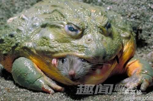 盘点：自然界震撼世人的十大巨型动物20 / 作者:UFO来啦 / 帖子ID:65241