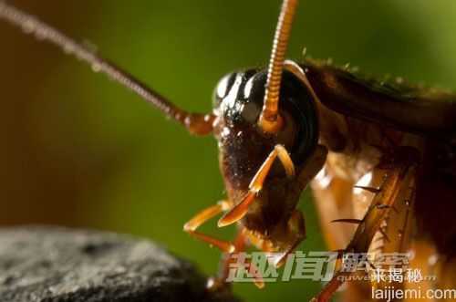 自然学家拍摄到多种罕见的奇特爬行动物723 / 作者:UFO来啦 / 帖子ID:65591