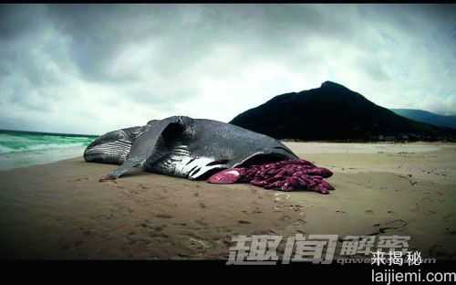 奇闻！史前巨齿大鲨鱼竟复活831 / 作者:UFO来啦 / 帖子ID:63473