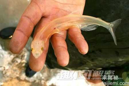 神奇的透明鱼 黄河发现透明鱼680 / 作者:UFO来啦 / 帖子ID:65289