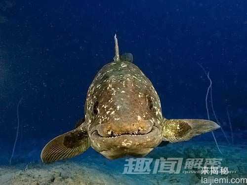 恐龙时代的活化石-腔棘鱼 或走向灭绝780 / 作者:UFO来啦 / 帖子ID:63797