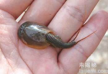 不可思议！出现在现代的神秘史前物种244 / 作者:UFO来啦 / 帖子ID:61369
