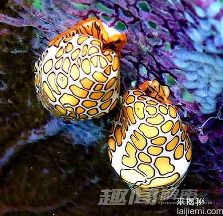 盘点：世界十大颜色最怪异的动物373 / 作者:UFO来啦 / 帖子ID:65206