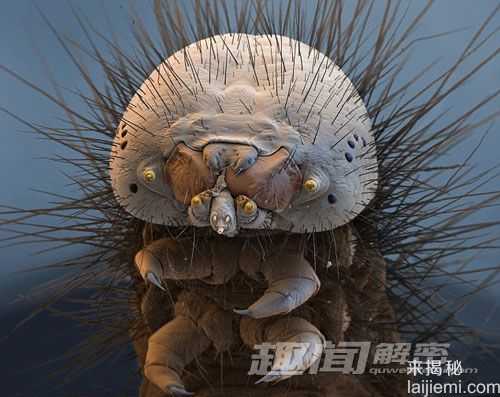 探秘奇异生物世界：水熊虫能在太空存活890 / 作者:UFO来啦 / 帖子ID:63907