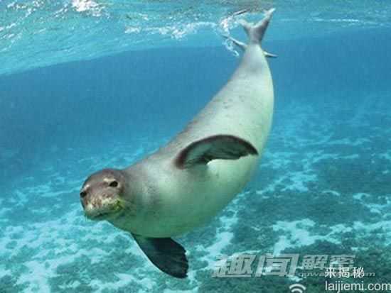揭海豹准确找到呼吸孔:地球磁场作导航645 / 作者:UFO爱好者 / 帖子ID:66596 揭海豹准确找到呼吸孔:地球磁场作导航645 / 作者:UFO爱好者 / 帖子ID:66596