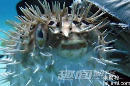 十大恐怖现象：河豚毒素可让人变成僵尸453 / 作者:UFO来啦 / 帖子ID:62348