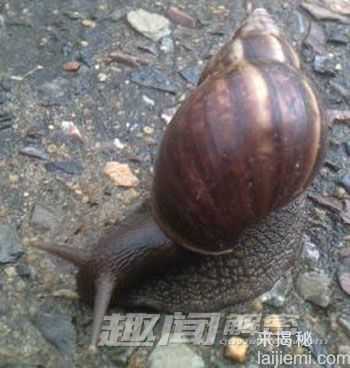奇特鸟类使用工具新技能:石头碎蜗牛壳239 / 作者:UFO来啦 / 帖子ID:63458 奇特鸟类使用工具新技能:石头碎蜗牛壳239 / 作者:UFO来啦 / 帖子ID:63458
