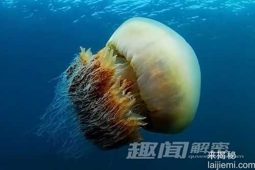 1.5米巨型水母惊现海岸 造成渔民困扰325 / 作者:UFO来啦 / 帖子ID:61121