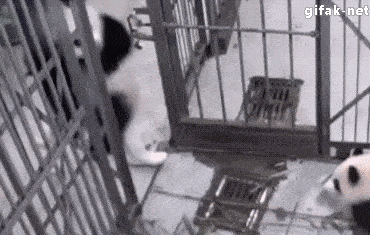 熊猫为什么是黑白色的？科学家终于找到答案了866 / 作者:UFO外星人爱好者 / 帖子ID:59076