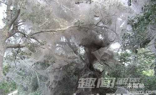 盘点动物王国神奇的7大建筑师700 / 作者:UFO来啦 / 帖子ID:65117