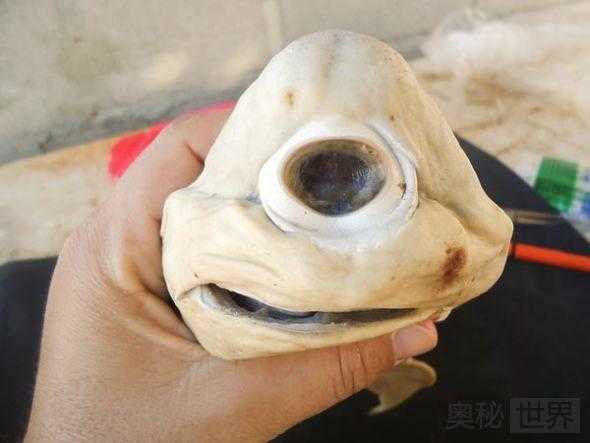 墨西哥发现诡异独眼畸形鲨鱼胎儿333 / 作者:UFO来啦 / 帖子ID:63289