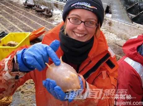 南极海域发现新生物：恐怖的巨型水螅虫663 / 作者:UFO来啦 / 帖子ID:62565