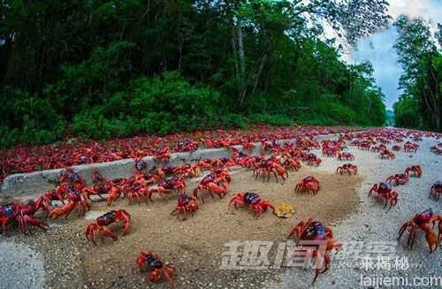 盘点：世界各地十种动物大迁徙壮丽景观645 / 作者:UFO来啦 / 帖子ID:65209