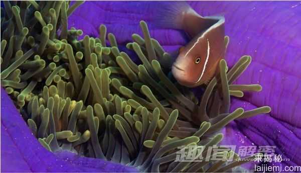 苍鹭岛潜水 探秘大堡礁海底迷宫871 / 作者:UFO来啦 / 帖子ID:65626