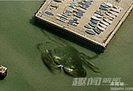 英国码头现巨型螃蟹 身长竟超过15米553 / 作者:UFO外星人爱好者 / 帖子ID:59851
