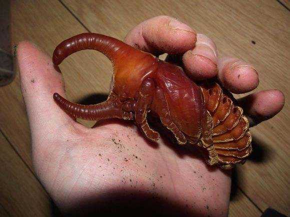 这种长相怪异的生物是什么？价值连城却被认为来自外星！968 / 作者:UFO外星人爱好者 / 帖子ID:57789
