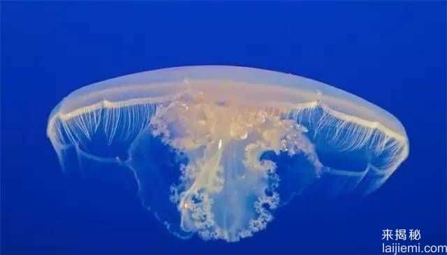 缅甸惊现透明的神秘生物  比河豚毒几百倍648 / 作者:UFO来啦 / 帖子ID:65474