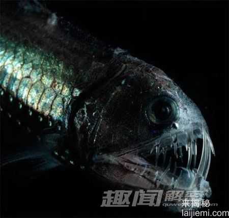 藏在深海里的罕见动物秘密生活699 / 作者:UFO来啦 / 帖子ID:65698