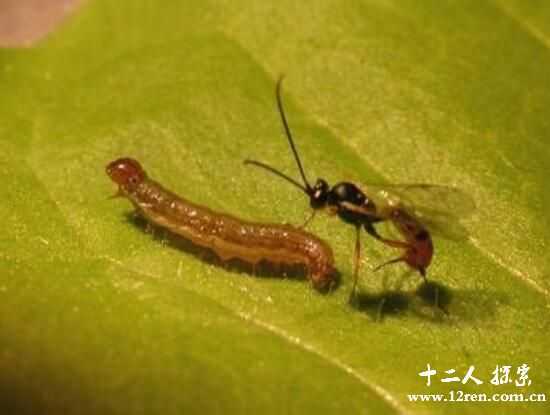 僵尸毛虫，被黄蜂控制当保镖的毛虫(不吃不喝等死)749 / 作者:UFO来啦 / 帖子ID:62185