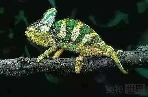 变色龙变色之谜307 / 作者:UFO外星人爱好者 / 帖子ID:59870 变色龙变色之谜307 / 作者:UFO外星人爱好者 / 帖子ID:59870