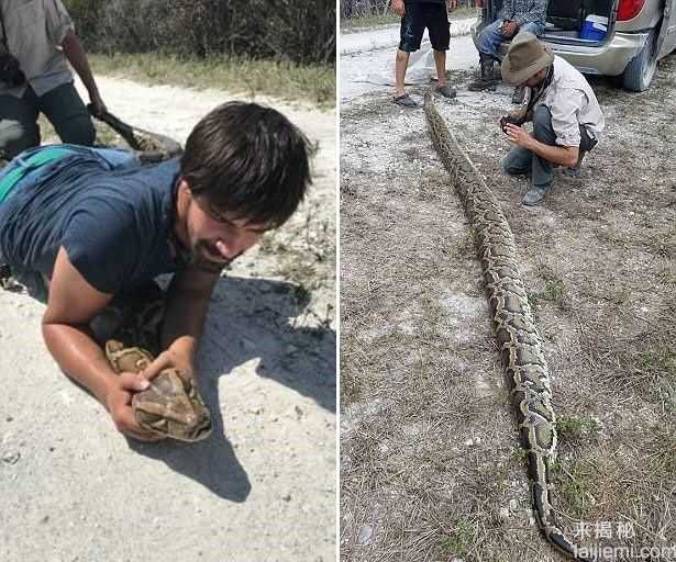 捕蛇人捕获近5米超长巨蟒945 / 作者:UFO爱好者 / 帖子ID:66595