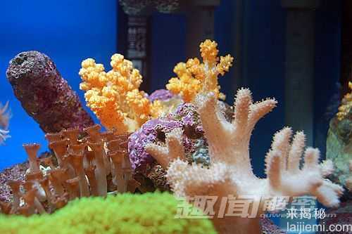 艳丽多姿！十大最美的海洋生物892 / 作者:UFO来啦 / 帖子ID:65618