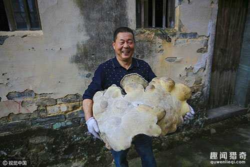 村民深山中意外发现巨大野生灵芝： 一人几乎抱不下975 / 作者:UFO外星人爱好者 / 帖子ID:57911