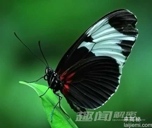奇趣动物：蝴蝶的翅膀究竟有没有颜色？394 / 作者:UFO来啦 / 帖子ID:63471