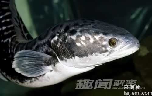 杀人于无形！世界上十种最可怕的淡水动物782 / 作者:UFO来啦 / 帖子ID:64289