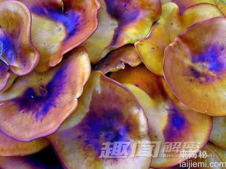 盘点全球十大会发光的奇妙生物765 / 作者:UFO来啦 / 帖子ID:65097