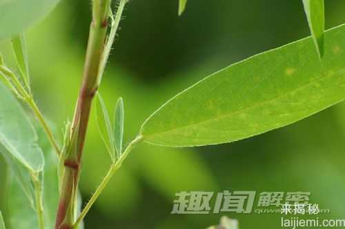 揭秘将绝迹的珍稀植物跳舞草为什么会跳舞696 / 作者:UFO来啦 / 帖子ID:63977