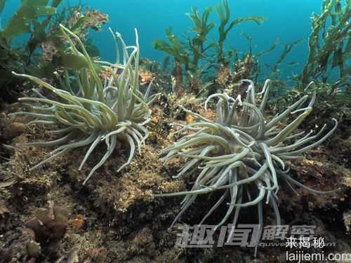 盘点：十大能靠阳光维持生长的动物432 / 作者:UFO来啦 / 帖子ID:65226