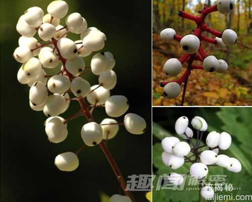 盘点植物中的恐怖分子：能吃羊的食羊树147 / 作者:UFO来啦 / 帖子ID:65161