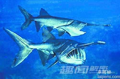 盘点十六大动物奇闻：宝石黄蜂毒倒蟑螂408 / 作者:UFO来啦 / 帖子ID:65122