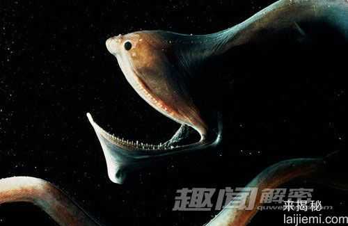 盘点全球奇异鱼类 外形恐怖似恶魔61 / 作者:UFO来啦 / 帖子ID:65105