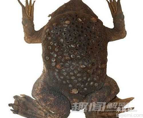 盘点让密集恐惧症患者最恐惧的九种生物702 / 作者:UFO来啦 / 帖子ID:65185