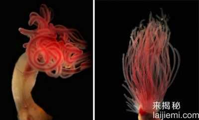 揭秘世界上13种最怪异的虫子112 / 作者:UFO来啦 / 帖子ID:63942
