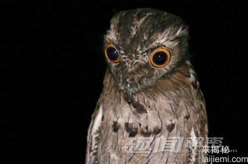 最怪异的鸟：华丽军舰鸟喉囊袋酷似气球318 / 作者:UFO来啦 / 帖子ID:64216
