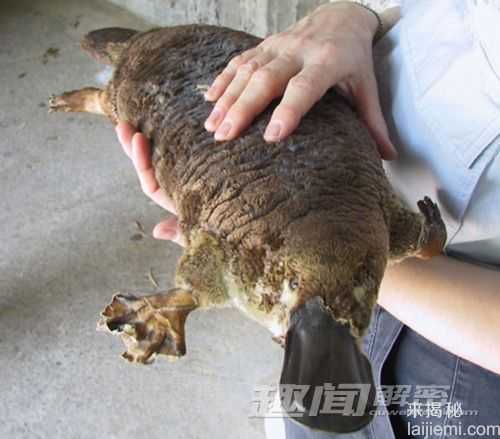 盘点自然界十种最神奇的动植物478 / 作者:UFO来啦 / 帖子ID:65176