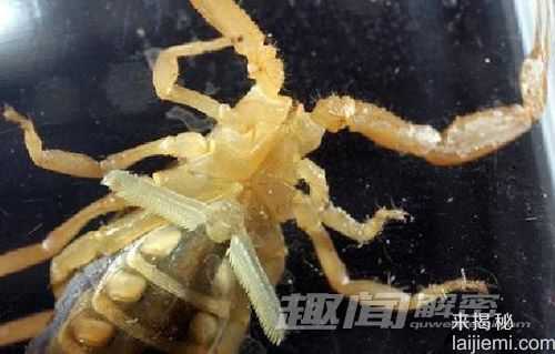 自然界致命10大毒蝎：“死神的朋友”296 / 作者:UFO来啦 / 帖子ID:65608