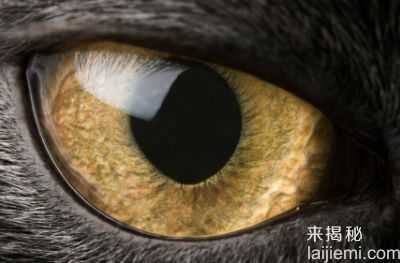六大最恐怖的宠物 你敢养么？584 / 作者:UFO来啦 / 帖子ID:62275