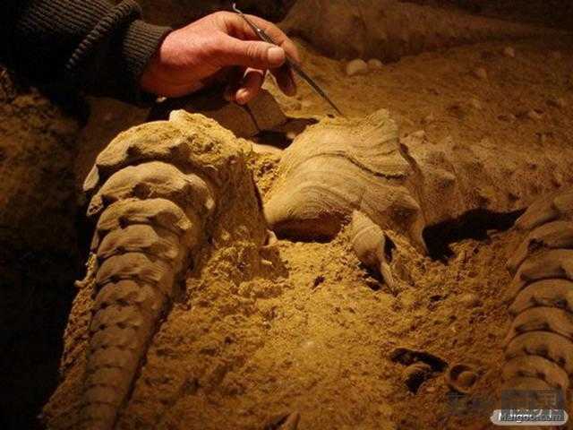 鲜为人知的十大远古超级生物51 / 作者:UFO来啦 / 帖子ID:66228
