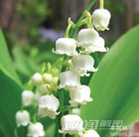 揭秘：可能致命的十大有毒观赏植物203 / 作者:UFO来啦 / 帖子ID:64035
